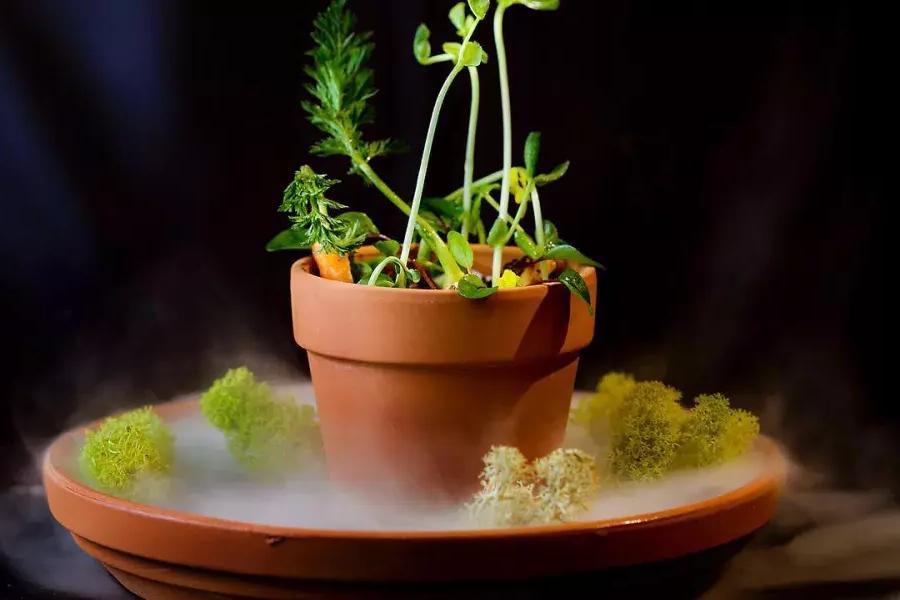贝博体彩app坎普顿餐厅的一道菜看起来像一盆植物.